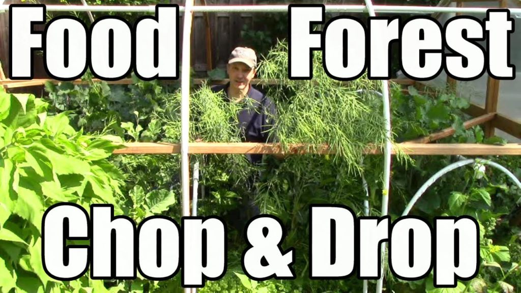 One Yard Revolution: How I Prep Our Mini Food Forest of Cold Hardy Crops for Summer & Future Harvests How I Prep Our Mini Food Forest of Cold Hardy Crops for Summer & Future Harvests