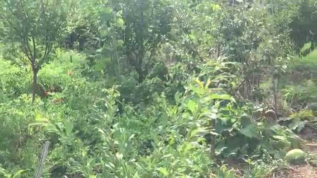 Food Forest, Part 1