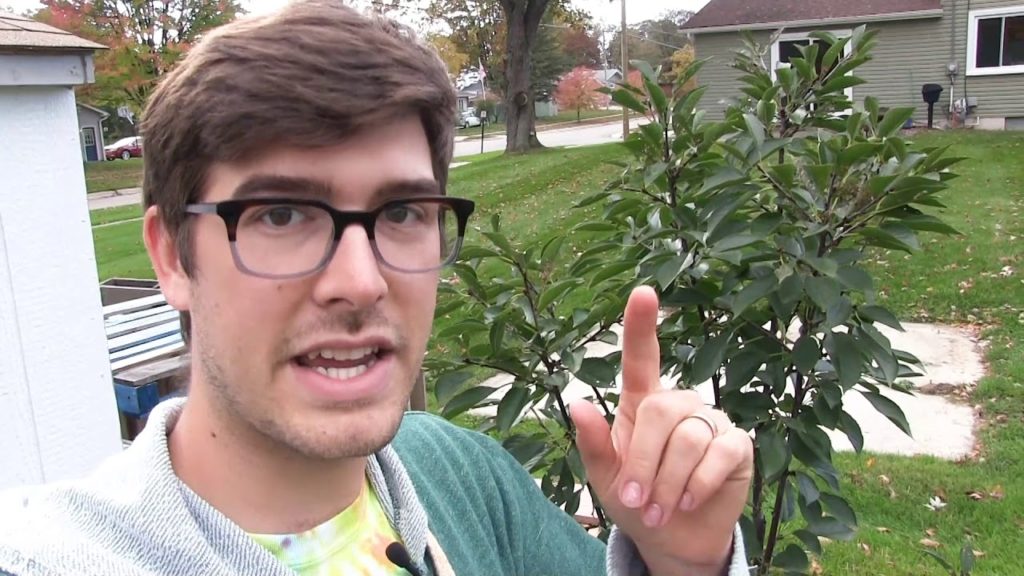 MIgardener: Comprehensive Guide to Pruning – Stone fruits – Brambles – Citrus – Deciduous Fruit Trees Comprehensive Guide to Pruning - Stone fruits - Brambles - Citrus - Deciduous Fruit Trees