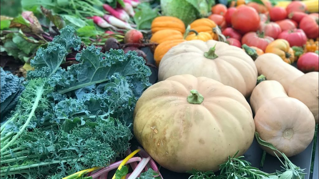 MIgardener: Massive Fall Harvest from Our Totally Organic Garden Massive Fall Harvest from Our Totally Organic Garden