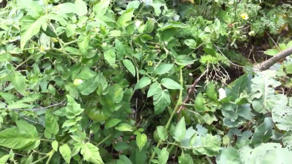 Permaculture Garden Update
