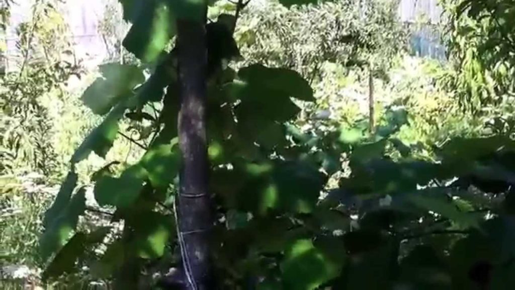 Organic Garden, The Road Less Traveled