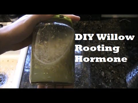 MIgardener: How to Make Organic Natural Willow Rooting Hormone For Propagating SIMPLE EZ How to Make Organic Natural Willow Rooting Hormone For Propagating *SIMPLE* EZ