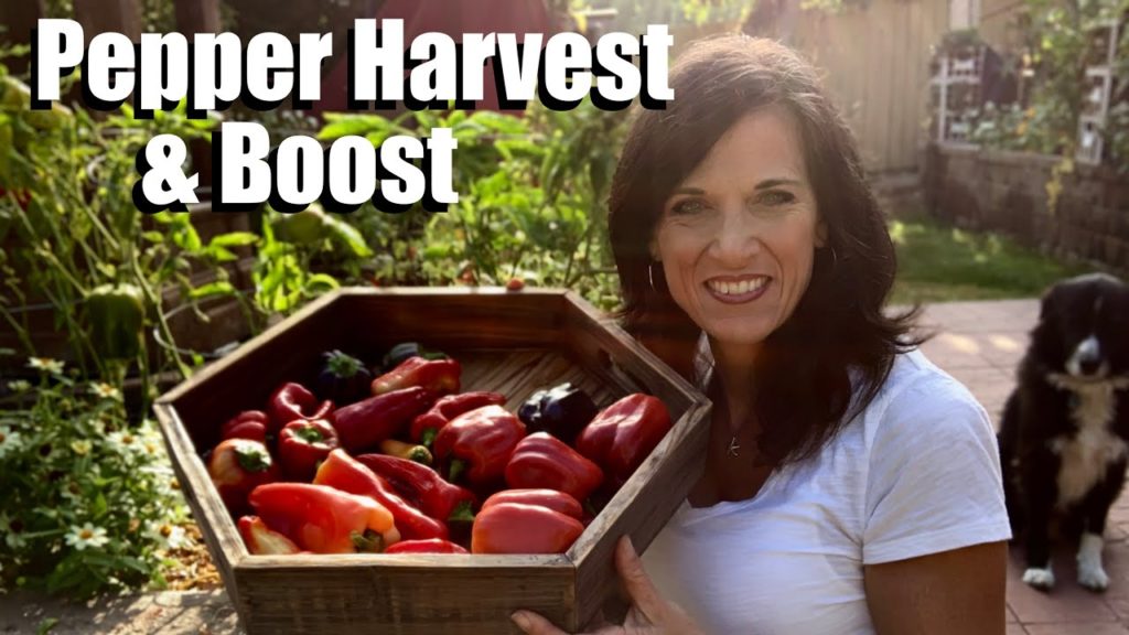 CaliKim: Fall Pepper Harvest and Late Season Boost 🌶 Fall Pepper Harvest and Late Season Boost 🌶