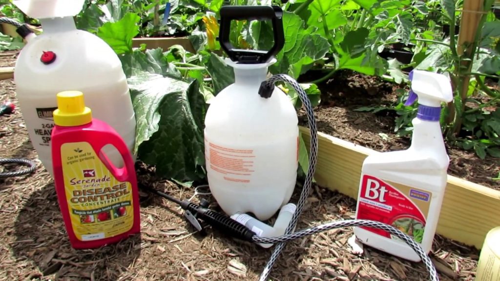 Preventing Insect & Fungal Damage on Cucumbers, Squash & Zucchini: Types of Sprays, Journal, Routine