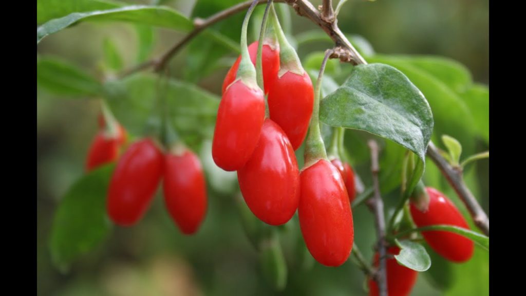 MIgardener: How to Grow Goji Berries – Complete Growing Guide How to Grow Goji Berries - Complete Growing Guide