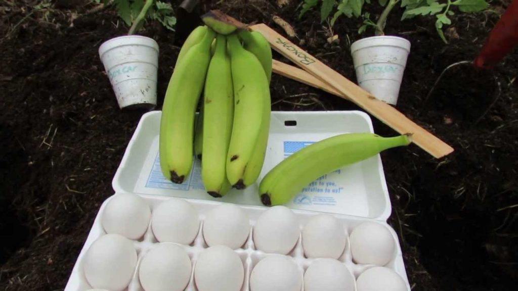 Gary Pilarchik: (Pilot) Using a Whole Egg and Banana to Fertilize a Tomato: Join Me – The Rusted Garden 2013 (Pilot) Using a Whole Egg and Banana to Fertilize a Tomato: Join Me - The Rusted Garden 2013