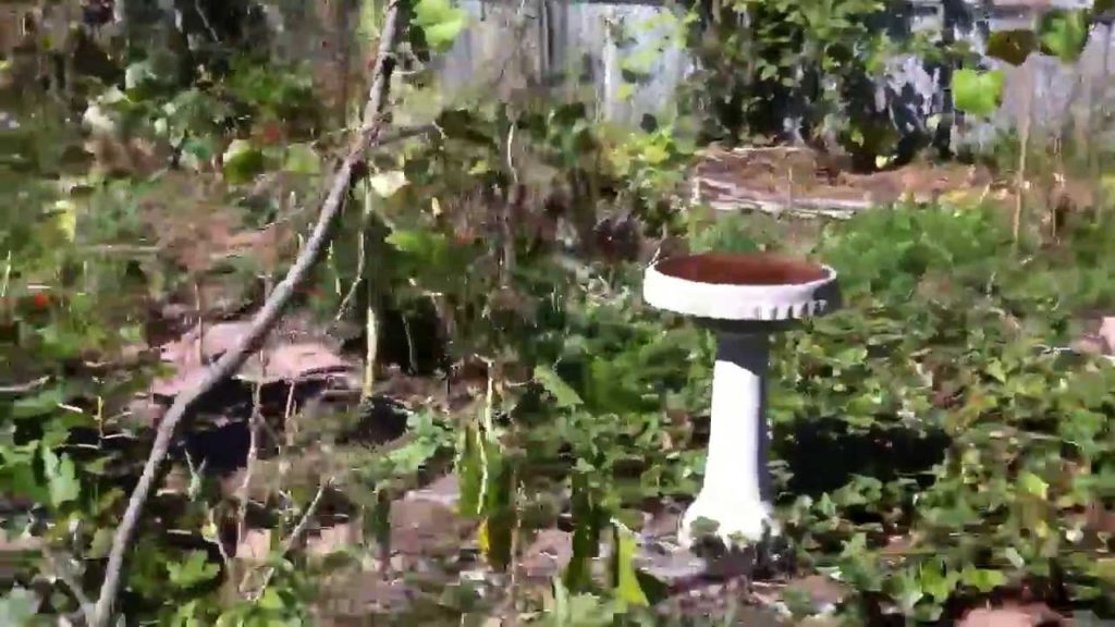 Food Forest