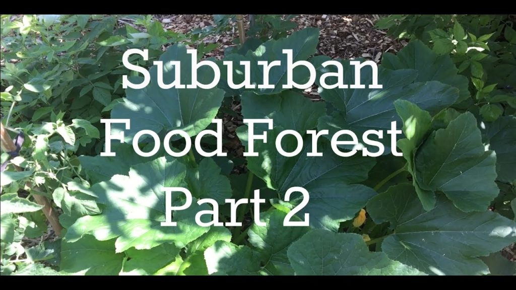 Suburban Food Forest, July 6th Part 2