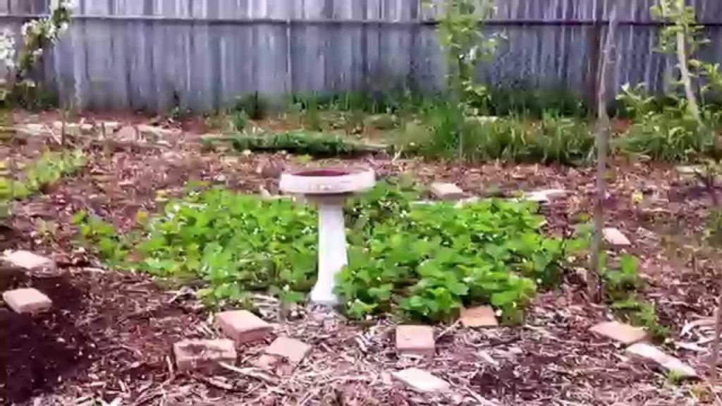 Permaculture Garden Update, Edge Gardening