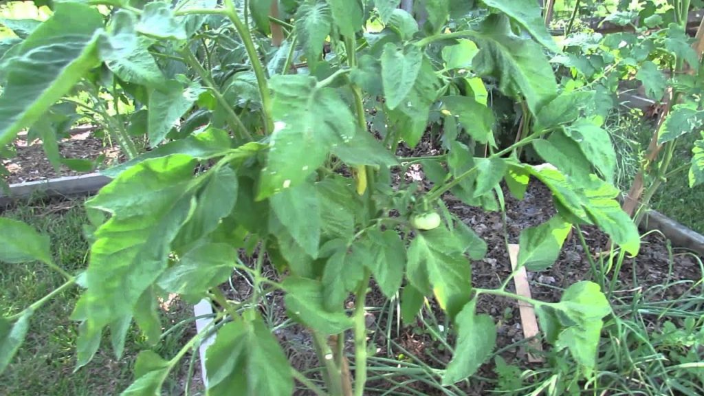 What Do Yellow Tomato Leaves Look Like from High Temperatures/Heat: Don't Worry! - TRG 2014