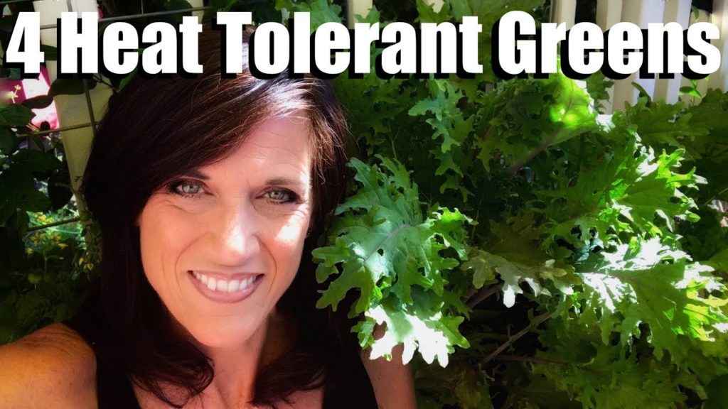 4 Heat Tolerant Greens to Grow in Summer, How to Plant them, Refreshing Container Soil