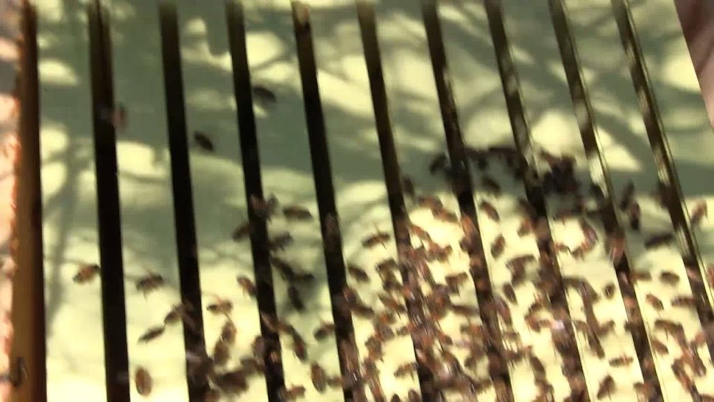 Week Old Hive Removal From Wetland