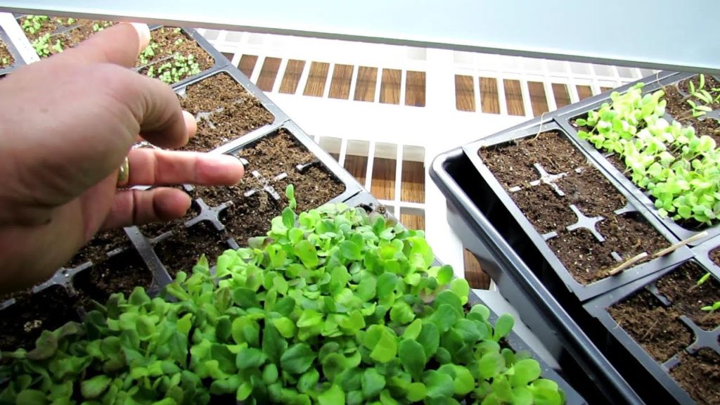 Gary Pilarchik: Seed Starting Basics: Worm Castings & Fertilizing, Lights On & Off, Watering – When, How & Why Seed Starting Basics: Worm Castings & Fertilizing, Lights On & Off, Watering - When, How & Why