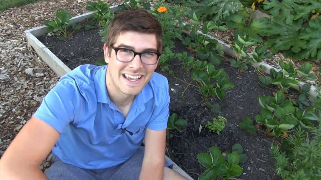 MIgardener: Grow Your Own Herbal Medicine – Toothache Plant (Spilanthes) Grow Your Own Herbal Medicine - Toothache Plant (Spilanthes)