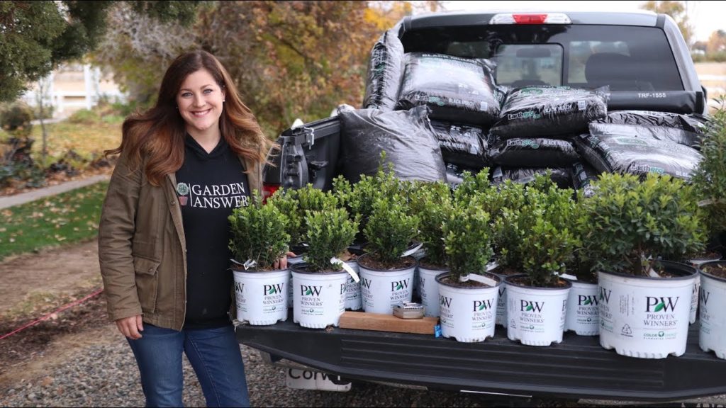 Planting a Hedge of Sprinter Boxwoods 🌱// Garden Answer