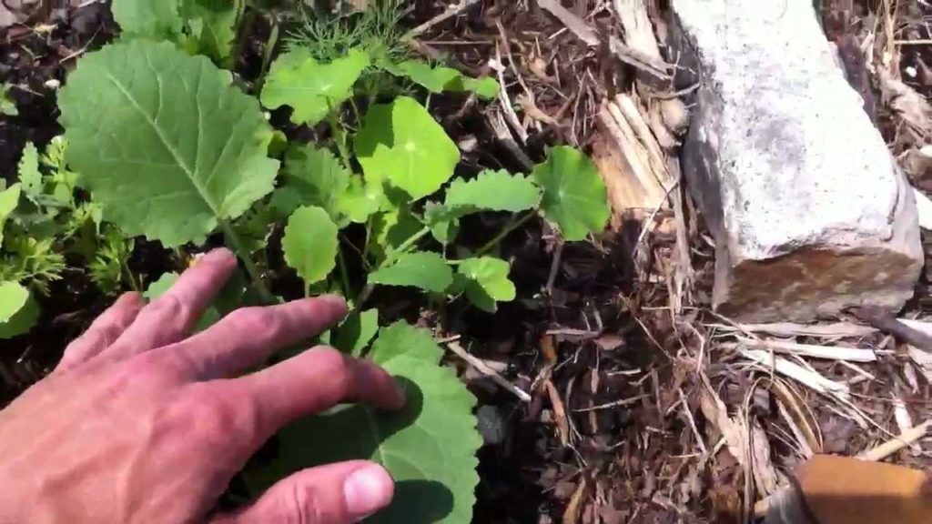 James Prigioni: Garden – Progress of our garden this year Garden - Progress of our garden this year