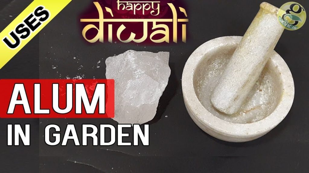 Use This and See The Magic in Gardening | Uses of Alum on Plants – Soil Amendment Use This and See The Magic in Gardening | Uses of Alum on Plants - Soil Amendment