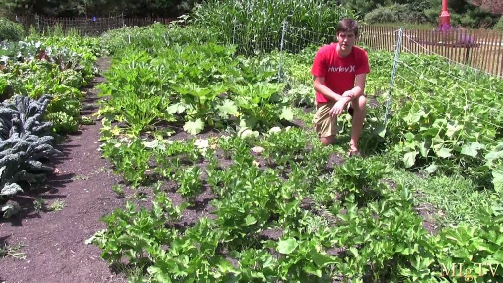 MIgardener: 100% Organic Garden Walkthrough Tour – #2 100% Organic Garden Walkthrough Tour - #2