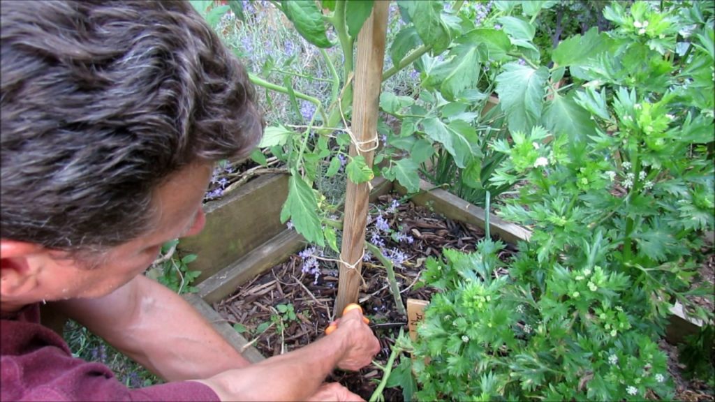 Gary Pilarchik: How to Grow Large 1-2+ Pound Tomatoes (3of5): First Tomatoes, Pruning for Size, Feeding & Spraying How to Grow Large 1-2+ Pound Tomatoes (3of5): First Tomatoes, Pruning for Size, Feeding & Spraying