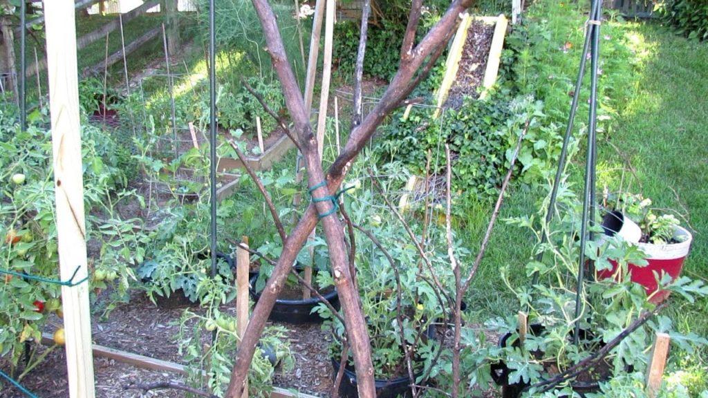 Gary Pilarchik: How to Make Inexpensive/Free Trellises for Your Vegetable Garden: Basic Materials, Tools & Designs How to Make Inexpensive/Free Trellises for Your Vegetable Garden: Basic Materials, Tools & Designs