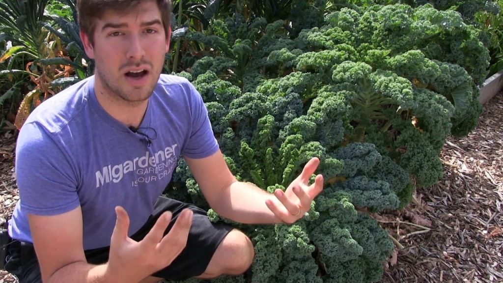 MIgardener: The Importance of Humus In The Soil & Protecting Your Soil Life The Importance of Humus In The Soil & Protecting Your Soil Life