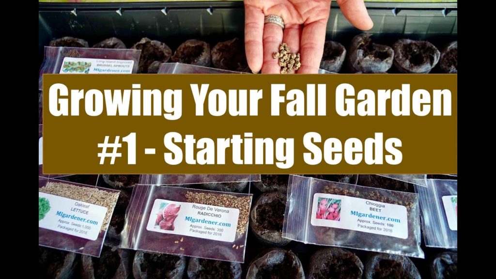 CaliKim: Growing Your Fall Garden #1 – Starting Cool Weather Vegetable Seeds in Peat Pellets Growing Your Fall Garden #1 - Starting Cool Weather Vegetable Seeds in Peat Pellets