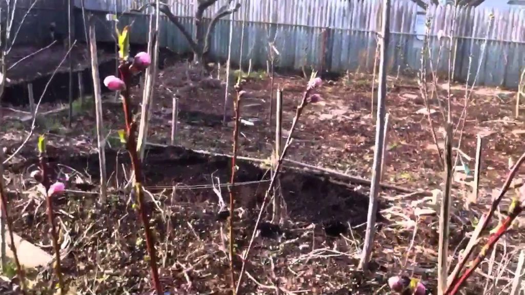Permaculture Garden Update