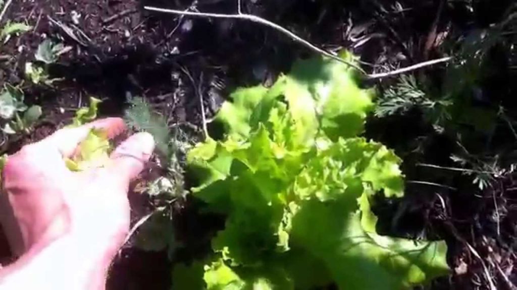 Permaculture Garden
