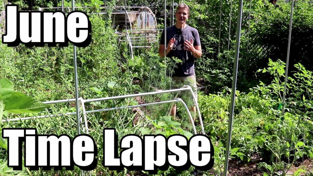 One Yard Revolution: Amazing Garden Transformation in June (Garden Time Lapse) Amazing Garden Transformation in June (Garden Time Lapse)