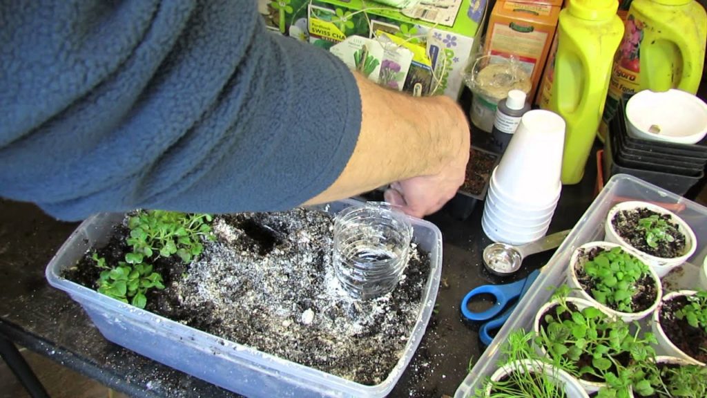 Gary Pilarchik: Using Diatomaceous Earth on Seed Starts for Fungus Gnats & A Bottom Watering Trick: Ideas! -TRG2016 Using Diatomaceous Earth on Seed Starts for Fungus Gnats & A Bottom Watering Trick: Ideas! -TRG2016