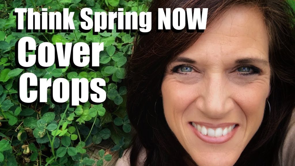 CaliKim: Think SPRING NOW: Plant a Cover Crop in Your Backyard Garden Think SPRING NOW: Plant a Cover Crop in Your Backyard Garden