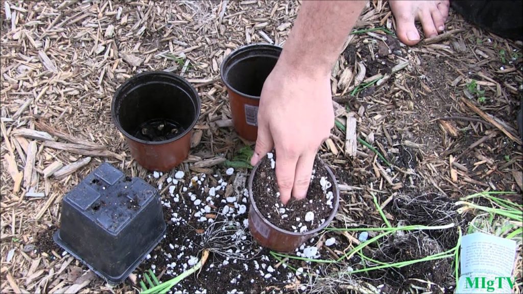 How To Grow Big Onions - Complete Growing Guide