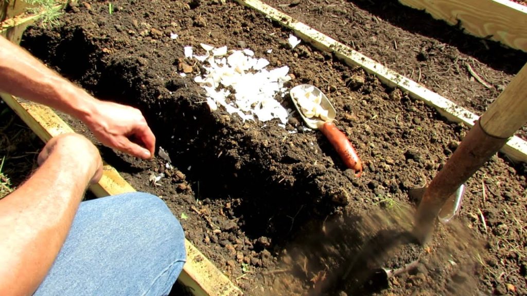 Gary Pilarchik: Planting Fall Garlic for Huge Spring Garlic Bulbs Planting Fall Garlic for Huge Spring Garlic Bulbs
