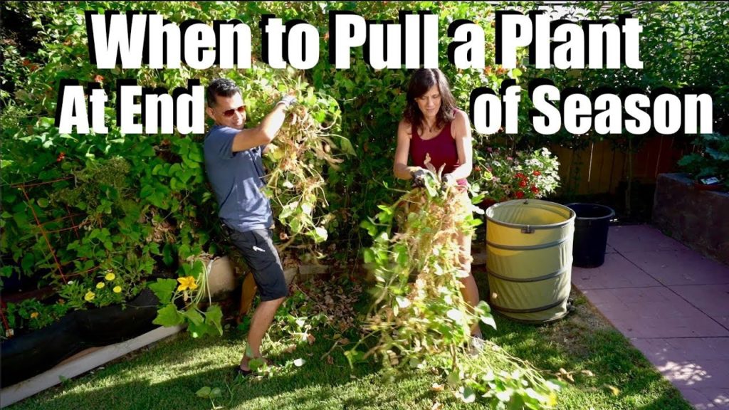 CaliKim: When to Pull a Vegtable Plant out at the End of the Season When to Pull a Vegtable Plant out at the End of the Season