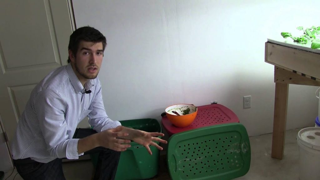 Worm bins don't smell, They love oranges & 1 year checkup