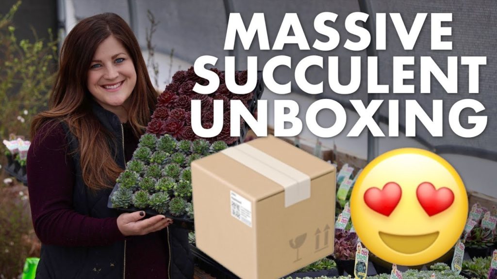 Garden Answer: Massive succulent unboxing! ๐๐๐// Garden Answer Massive succulent unboxing! ๐๐๐// Garden Answer