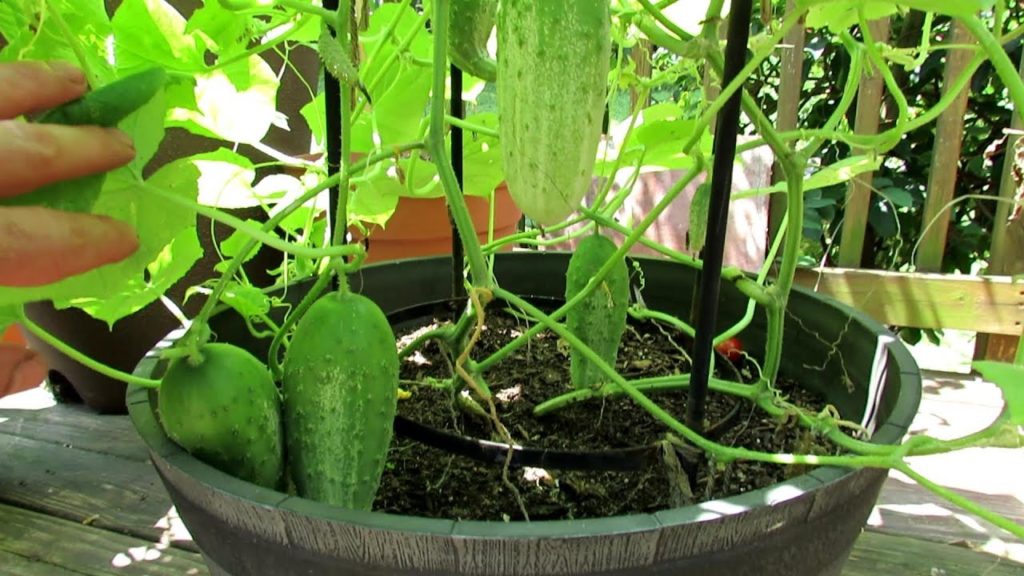 5+ Tips for Growing Cucumbers in Containers: Epsom Salt, Feeding, Dusts, Sprays & More