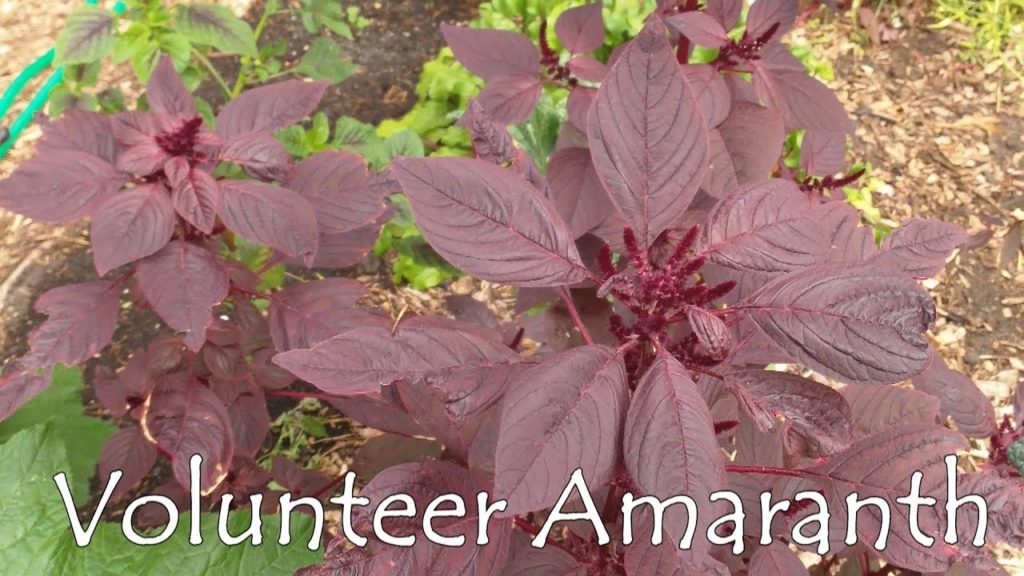 Thanks To All The Volunteers That Make Our Garden Possible