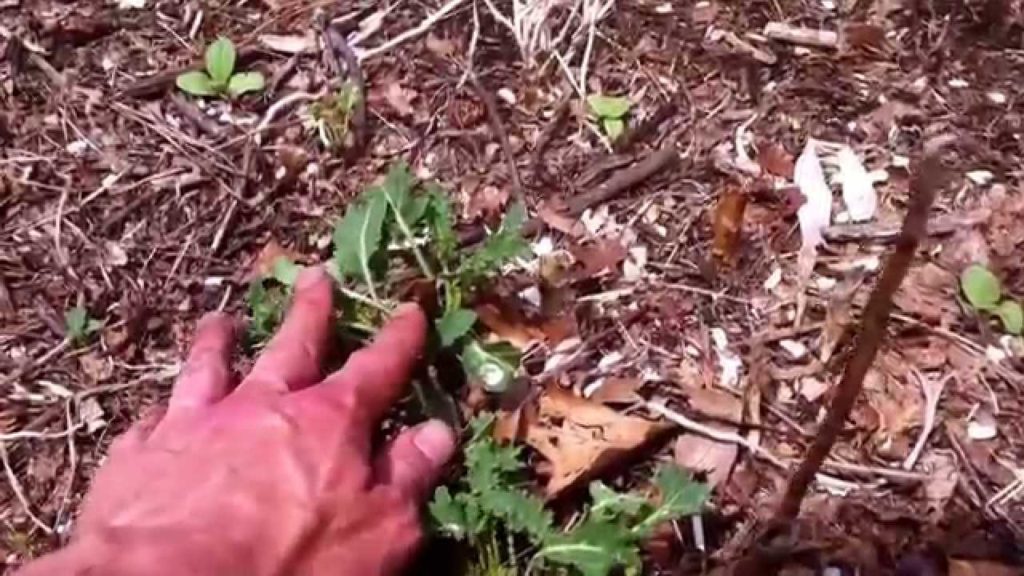 Permaculture Garden Update