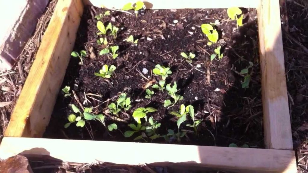 Spring garden update #2, surviving the cold nights