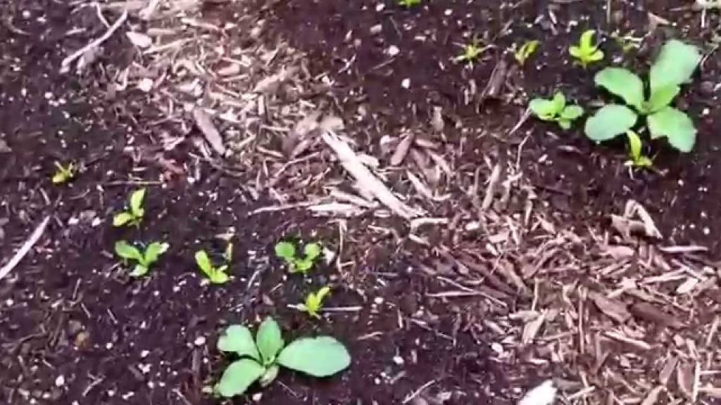 Garden update