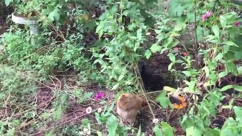 Food Forest Fall Update