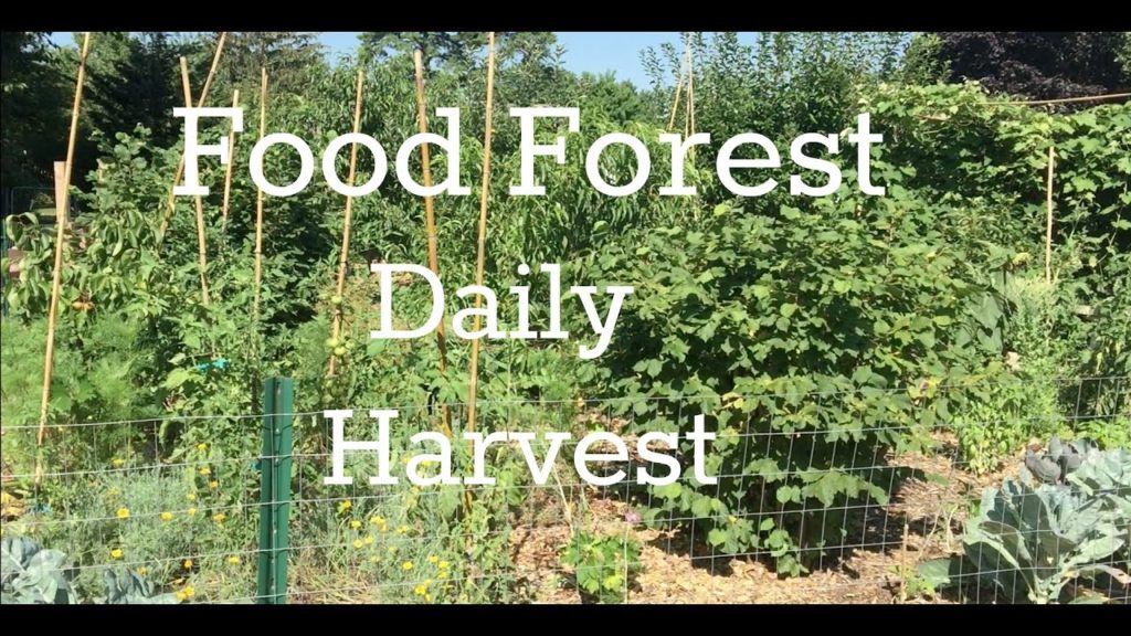 Food Forest Daily Harvest, July 23rd