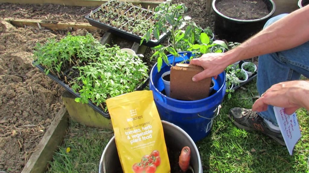 Gary Pilarchik: Planting Tomatoes in 5 Gallon Containers & Earth Beds Using Organic Fertilizer Planting Tomatoes in 5 Gallon Containers & Earth Beds Using Organic Fertilizer