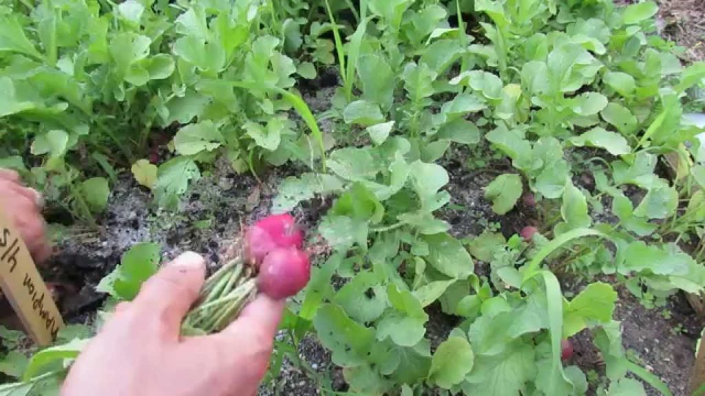 Gary Pilarchik: Improve Your Radish Yield: No Nitrogen, Some Phosphorous, Loose Soil, Thin & Moisture – TRG 2015 Improve Your Radish Yield: No Nitrogen, Some Phosphorous, Loose Soil, Thin & Moisture - TRG 2015
