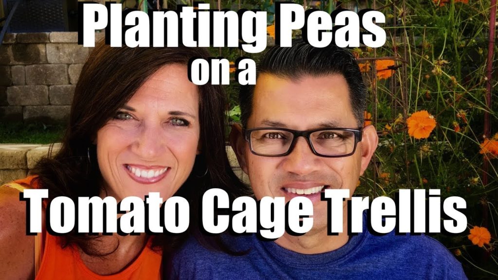 Planting and Peas on a Tomato Cage Trellis & Planting Lettuce Seeds // Fall Garden Series #4