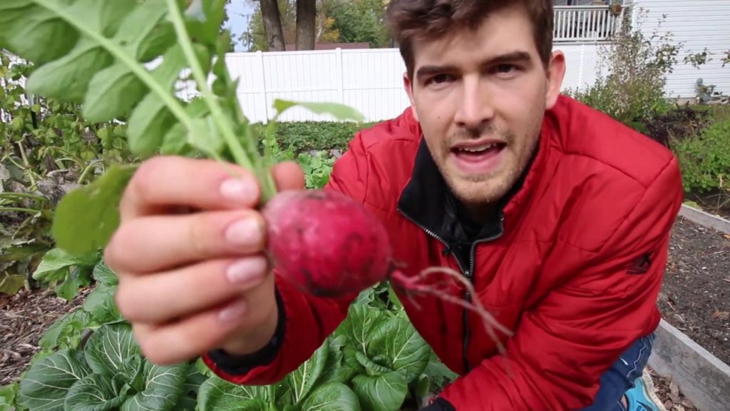 What Happens When you Plant 6000 Seeds Without Spacing Them? FINAL RESULTS!