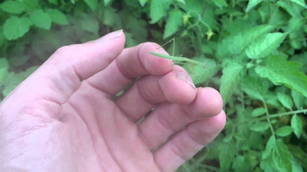 Praying Mantis in the Garden
