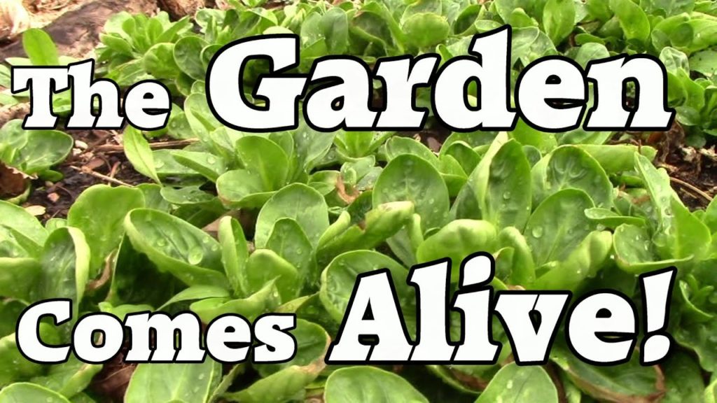 The Garden Comes Alive: An Early Spring Under Cold Frames & Hoop Houses